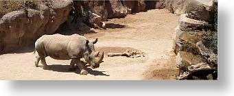 Terapia para un rinoceronte trastornado