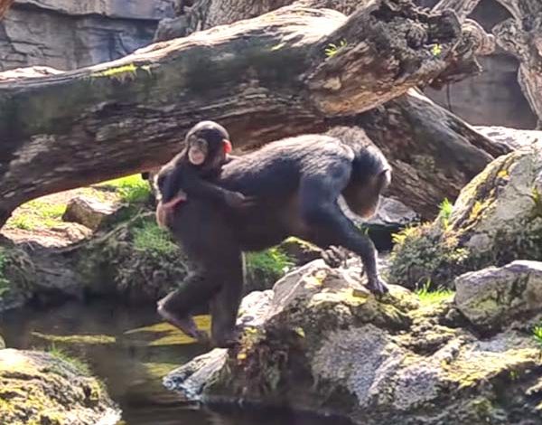 El bebé chimpancé COCO cumple 8 meses en BIOPARC Valencia