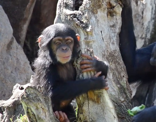 El bebé chimpancé COCO cumple 10 meses en BIOPARC Valencia