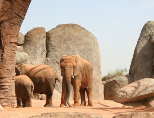 Rocas artificiales, o transformación en espacios inmersivos