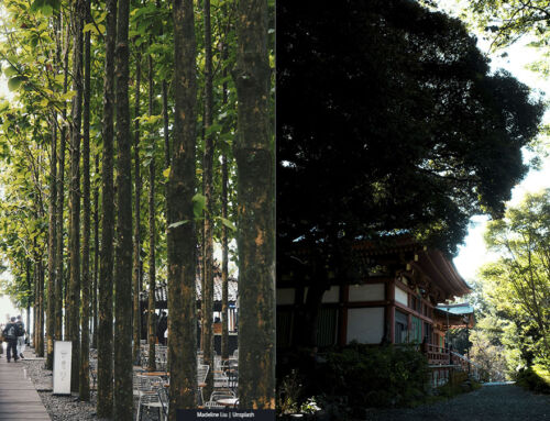 El método Miyawaki para crear bosques urbanos