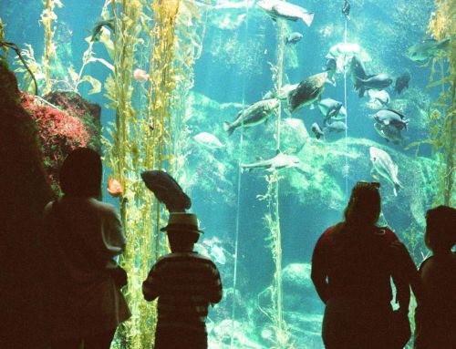 Avances en el proyecto de museo marino subacuático de Abu Dhabi