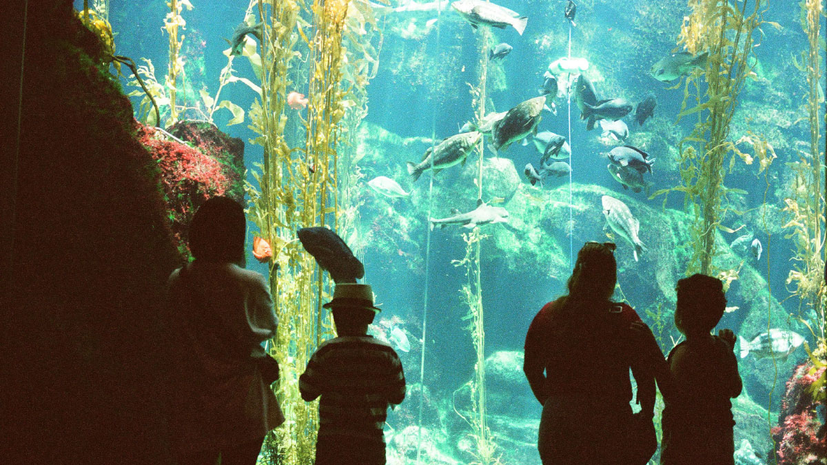 tara-mae-miller-RV8cXzHgfXM-unsplash Avances en el proyecto de museo marino subacuático de Abu Dhabi