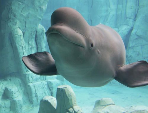 1996-2026, 30 aniversario de Amusement Logic: Oceanogràfic