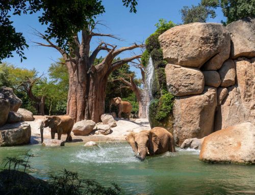 1996-2026, 30º aniversario de Amusement Logic: Bioparc Valencia