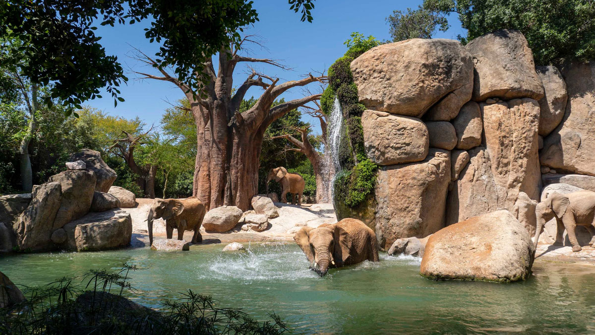 1996-2026, 30º aniversario de Amusement Logic: Bioparc Valencia
